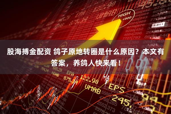 股海搏金配资 鸽子原地转圈是什么原因？本文有答案，养鸽人快来看！